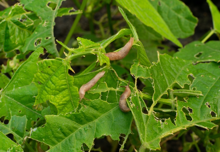 Many snails destroy the leaves of kidney beans in summer garden as pest illustration. A lot of brown slugs or deroceras eat vegetable plants