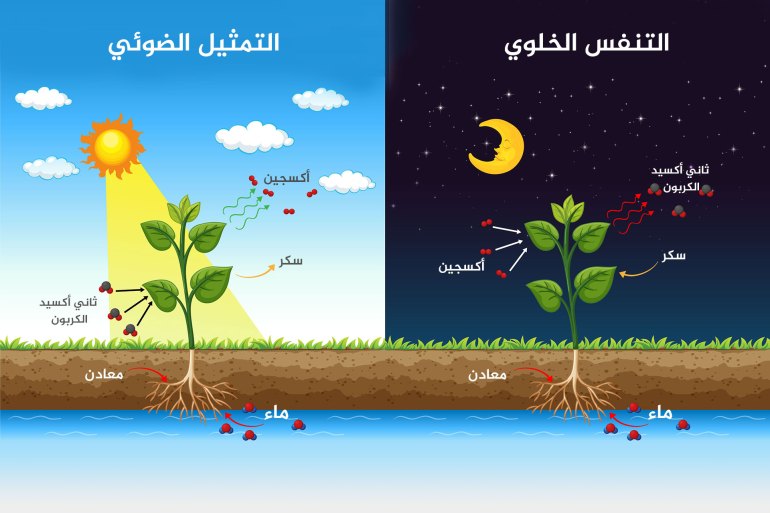 يتوقف توازن الكربون في التربة على التفاعل بين عمليتين أساسيتين: التمثيل الضوئي والتنفس (شترستوك)