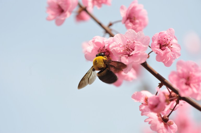 Close up of bee feeding on peach blossom