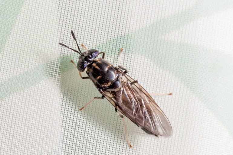 Black soldier fly (Hermetia illucens). Close-up. Isolated on white and green background. Copy space.