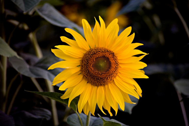 Sunflowers