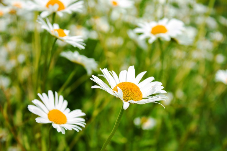 large photo. meadow with white daisies, flower field.