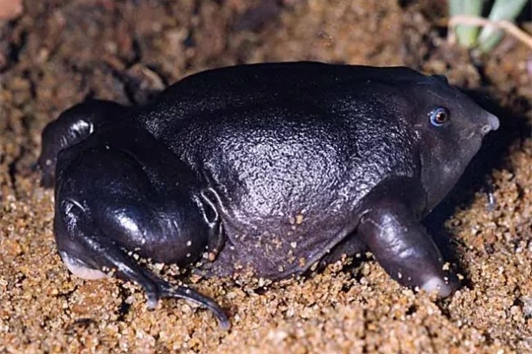 The unusual and endangered purple frog (Nasikabatrachus sahyadrensis). (Sathyabhama Das Biju, ZSL)