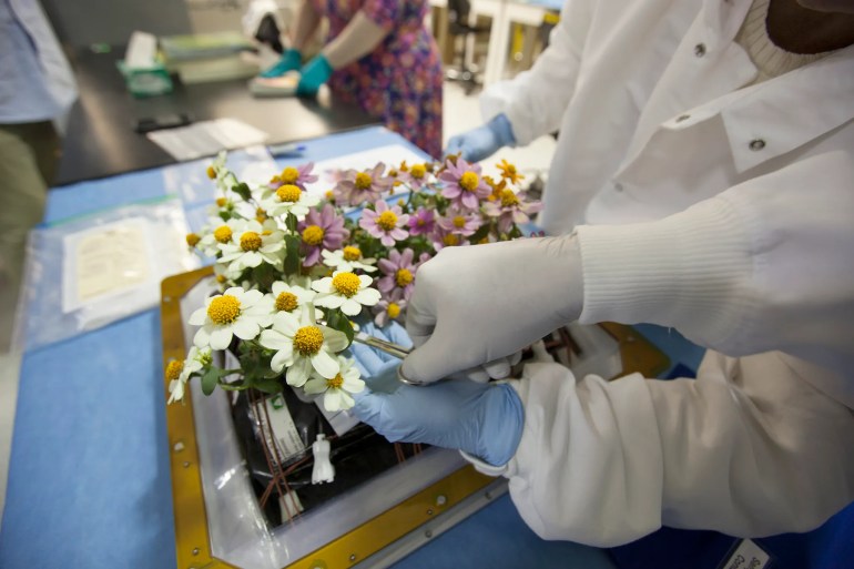 Zinnia plants from the Veggie ground control system are being harvested in the Flight Equipment Development Laboratory in the Space Station Processing Facility at Kennedy. A similar zinnia harvest was conducted by astronaut Scott Kelly on the International Space Station. NASA/Bill White