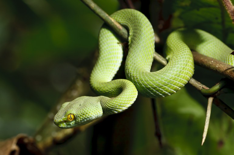 Green snake in rain forest, Thailand; Shutterstock ID 100080104; purchase_order: aljazeera ; job: ; client: ; other: