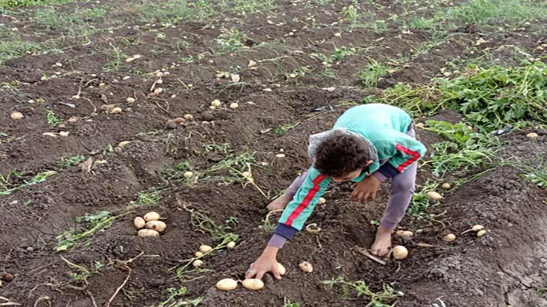 “زراعة النواب” تناقش ارتفاع أسعار تقاوى البطاطس.. والحصري: نستهدف تحقيق التوازن