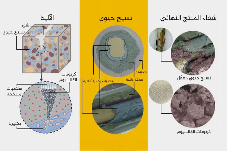 Veins of Bacteria Could Form a Self-Healing System for Concrete Infrastructure