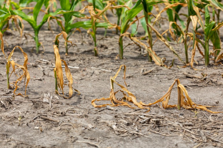 Corn plants wilting and dead in cornfield. Herbicide damage, drought and hot weather concept