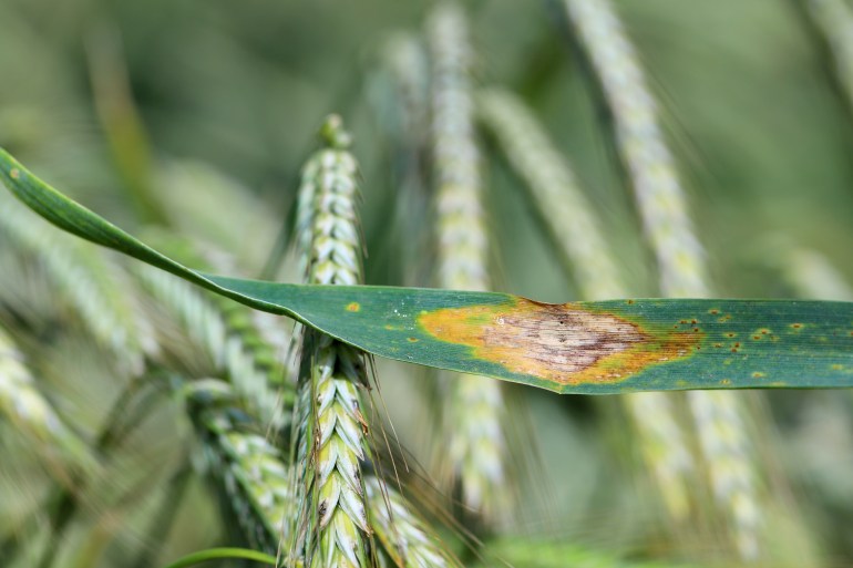 Leaf spot of rye, septoria leaf blotch, speckled leaf blotch of rye. Mycosphaerella graminicola.