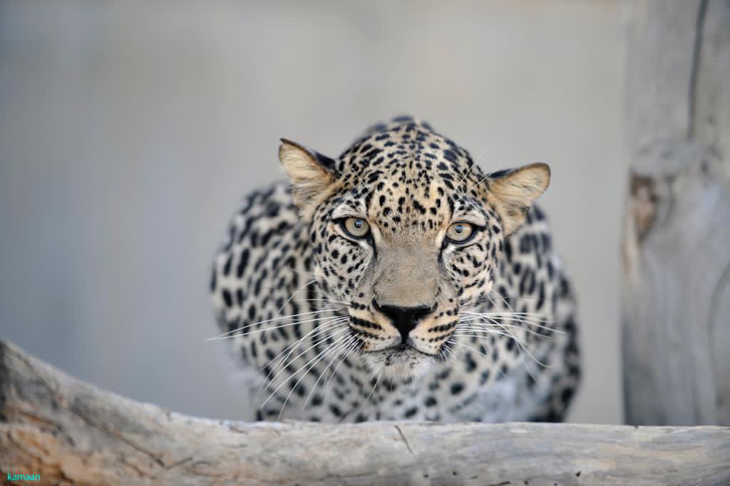 محافظة العلا تُطلق لعبة "البحث عن الأمل" لتعزيز الوعي بأهمية النمر العربي