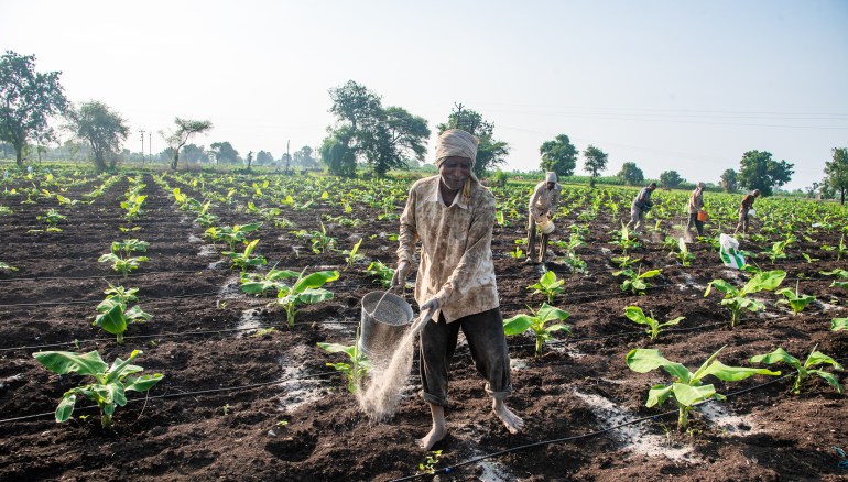 NASIK, MAHARASHTRA, INDIA : June 30, 2021 : Fertilizing Banana crops by group of farmers at NASIK, MAHARASHTRA, INDIA