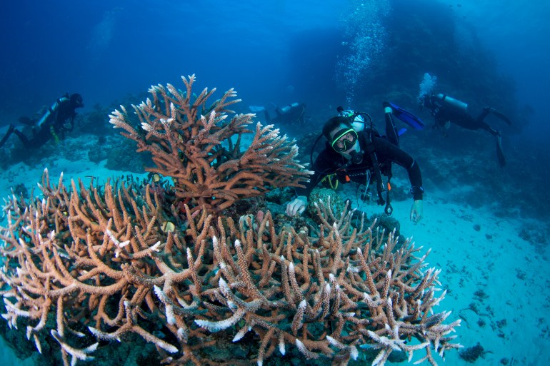 Great Barrier Reef, Australia - JULY 22, 2019: Diver swims near colorful coral