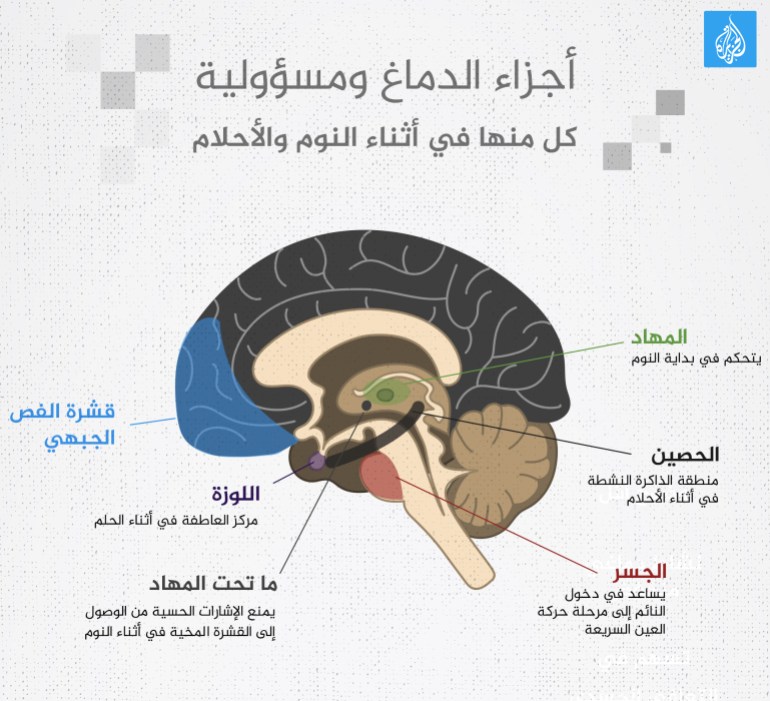 انفوغراف أجزاء الدماغ ومسؤولية كل منها في أثناء النوم والأحلام الجزيرة