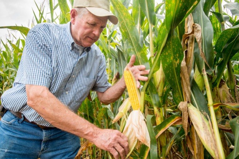 Farmer inspecta ripe fall field corn . Woodbine MD