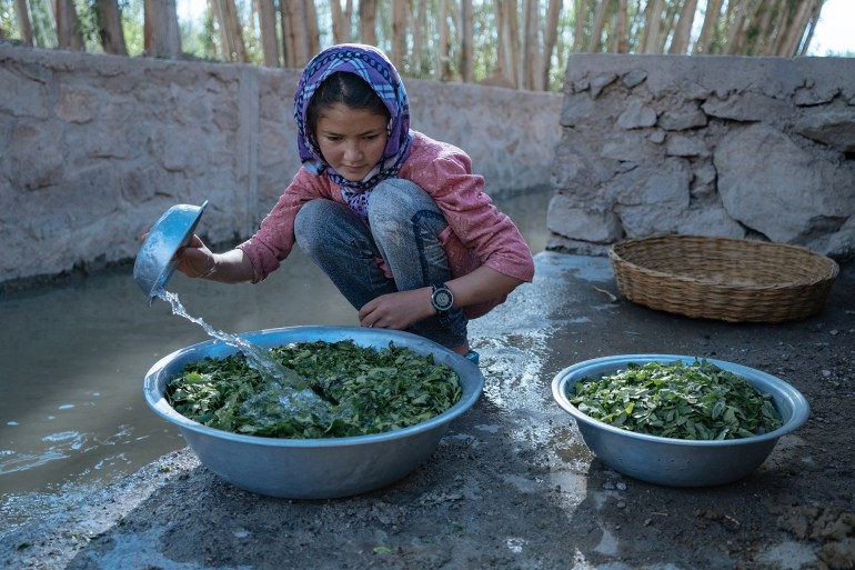 An Afghan ethnic Hazara teenager washes vegetables in a murky canal in the Bamyan Valley. Due to ongoing drought, the water in the canal is very low making it harder to wash vegetables. Bamyan.2019; Shutterstock ID 2063735759; purchase_order: aj; job: ; client: ; other: