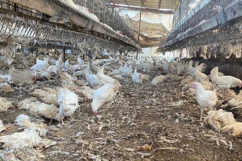 ****داخلية*** نفوق مزارع الدواجن بسبب الحرب الإسرائيلية_