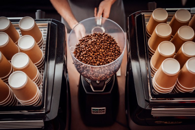 Barista operating grinder with coffee beans -