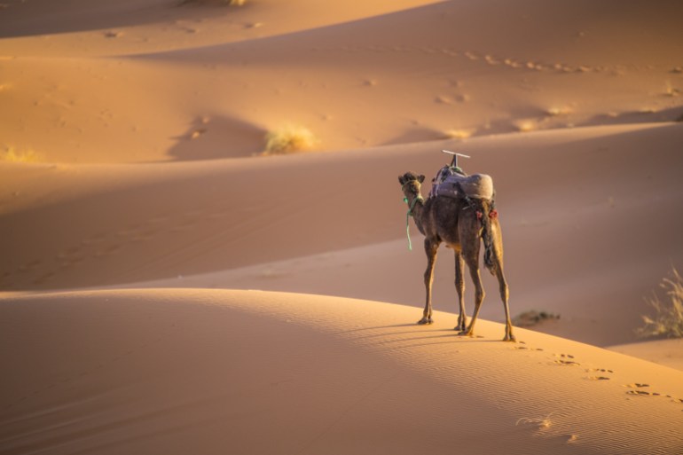 Camels of Sahara Desert