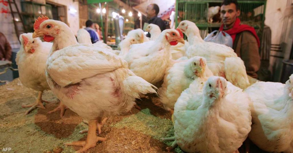 مصر.. وزارة الزراعة تعلق على أنباء “وباء الدواجن القاتل”