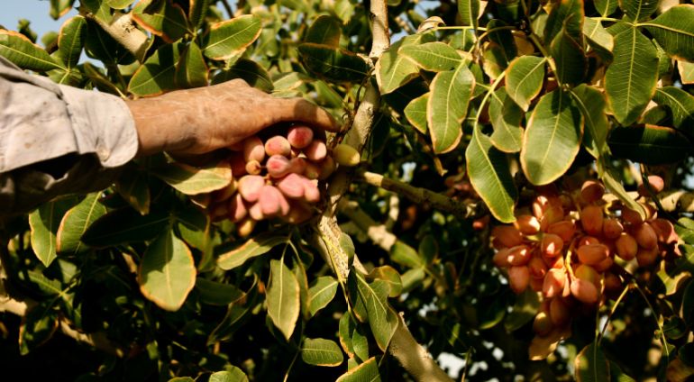 A farm worker picks pistachios at an orchard in Rafsanjan, 1,000 kilometers (621 miles) south of Tehran, September 18, 2006. Picture taken September 18, 2006. REUTERS/Caren Firouz (IRAN)