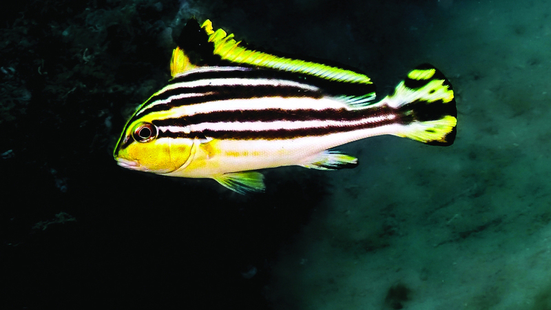 غواص إماراتي يوثق ظهور سمكة «الهلالي» في مياه الفجيرة