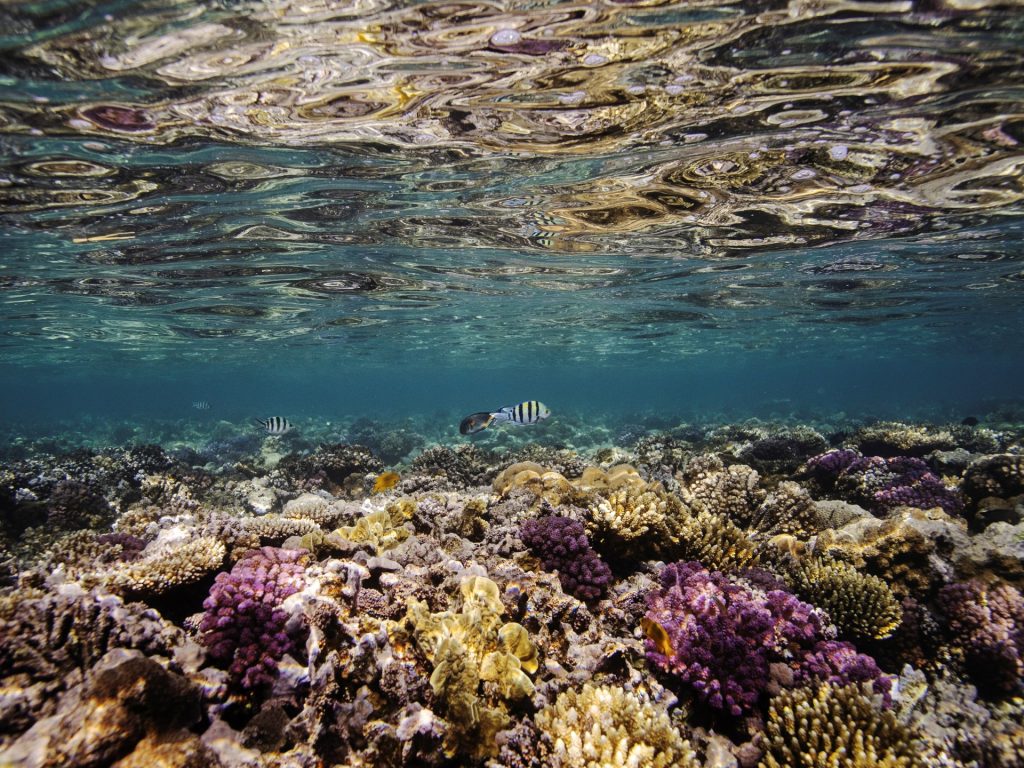 خطر عالمي يهدد الشعاب المرجانية في البحر الأحمر والخليج العربي