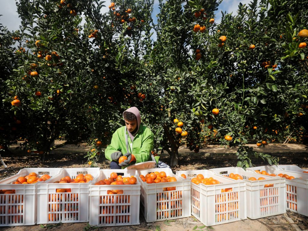 ماذا وراء حفاظ مصر على قمة مصدري البرتقال عالميا؟