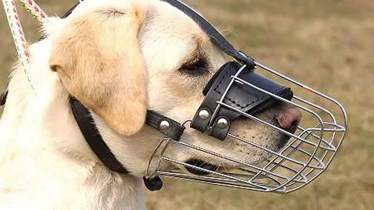 ننشر شروط حيازة الكلاب وفقا لقانون الحيوانات الخطرة