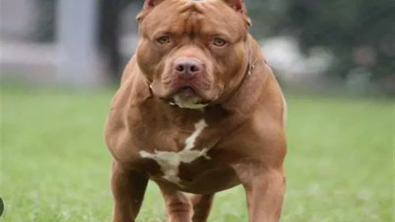 بعد صدور لائحته التنفيذية.. عقوبة اصطحاب كلب دون ترخيص