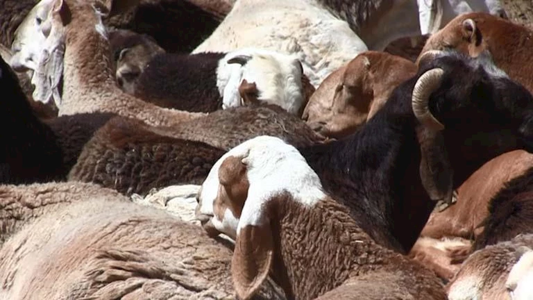 الكيلو يبدأ بـ155 جنيهًا.. أسعار أضاحي 2025 وأماكنها