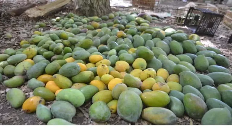 “تحققوا قبل النشر”.. هاني يونس يكشف حقيقة شائعة تصدير واستيراد المانجو