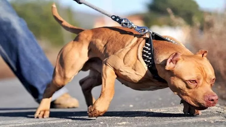 تعرف على عقوبة الإكثار من تربية الكلاب وفقا للقانون