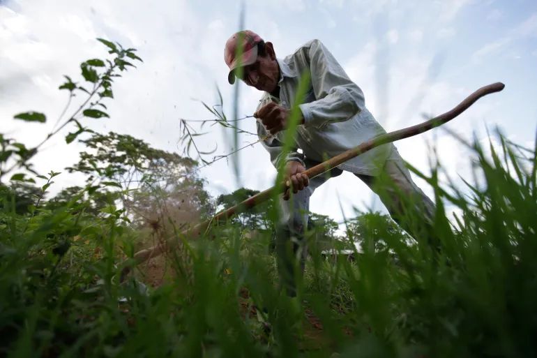 A peasant farmer works on a farm near Curuguaty, Paraguay, on November 14, 2012, a few months after the massacre which killed 11 farmers and six police officers when negotiations between farmers and a rich politician ended in a barrage of bullets. Residents have long alleged that the land was effectively stolen from the state by Blas Riquelme, a leader of the Colorado Party which backed dictator Alfredo Stroessner from 1954 to 1989 [Jorge Saenz/AP]