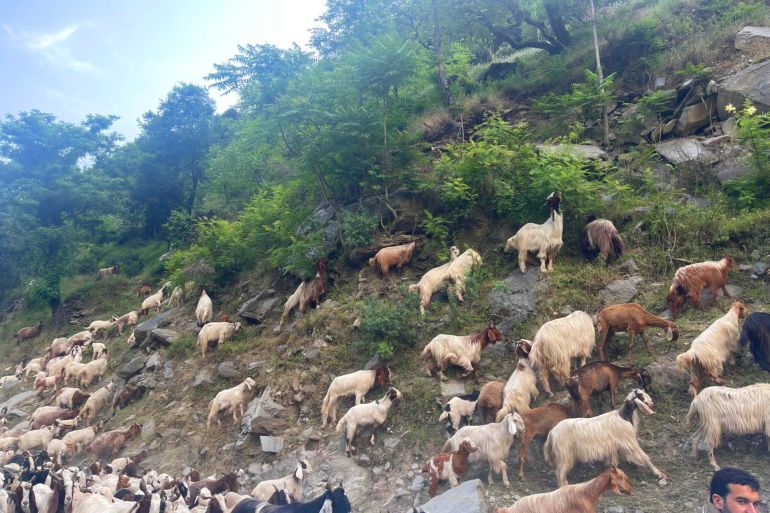 كشمير جمال خلاب وحياة بائسة