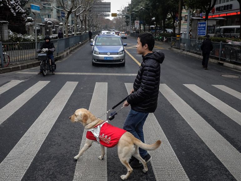 SHANGHAI, CHINA - JANUARY 26: (CHINA OUT)The Guide dog Leinuo leads its master Zongwenhao Walk street on January 26, 2018 in Shanghai, China. February 16th, 2018 is the Chinese lunar year of the dog. Since the first guide dog was in service in 2006, the number of China's guide dogs has reached 182, of which 140 guide dogs have been trained at the Dalian Medical University's guide dog base, and 36 have been trained by Shanghai disabled persons' Federation, and 6 Guan