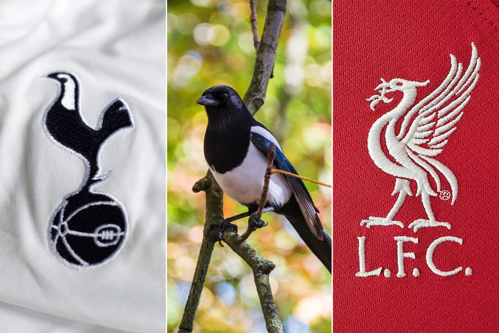 قصة نجاحات الأندية الإنجليزية في “عام الطائر”