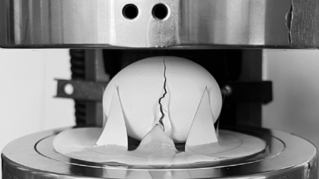 فهم جديد لمتانة البيضة قد يلهم تصميمات هندسية مقاومة للصدمات