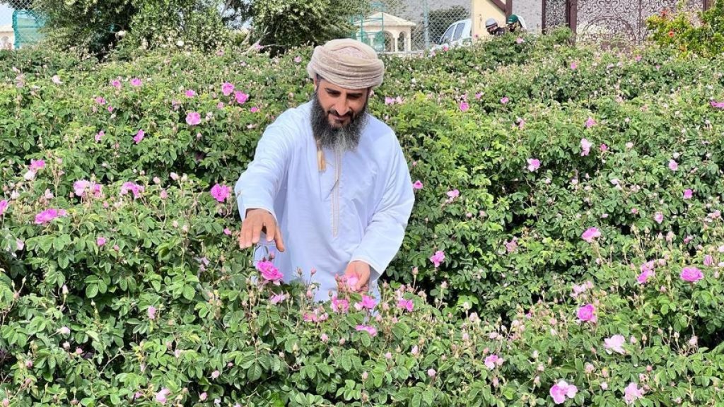 عُماني يقود ابتكارا تقنيا لإنتاج ماء الورد في الجبل الأخضر