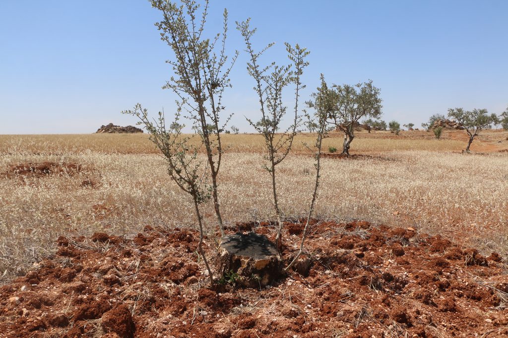 إدلب تنزف زيتونا وفستقا.. مزارعون يعودون إلى أرض بلا جذور