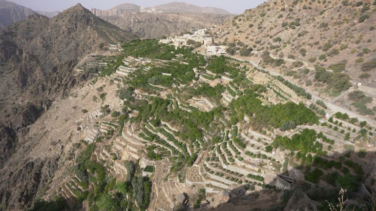 عماني يقود ثورة تقنية لإنتاج ماء الورد بالجبل الأخضر