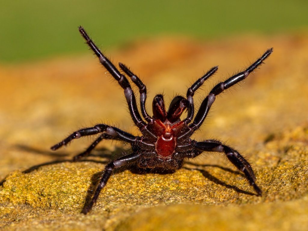 “تأثير الفريسة”.. لماذا بعض العناكب أكثر سمّية من غيرها؟