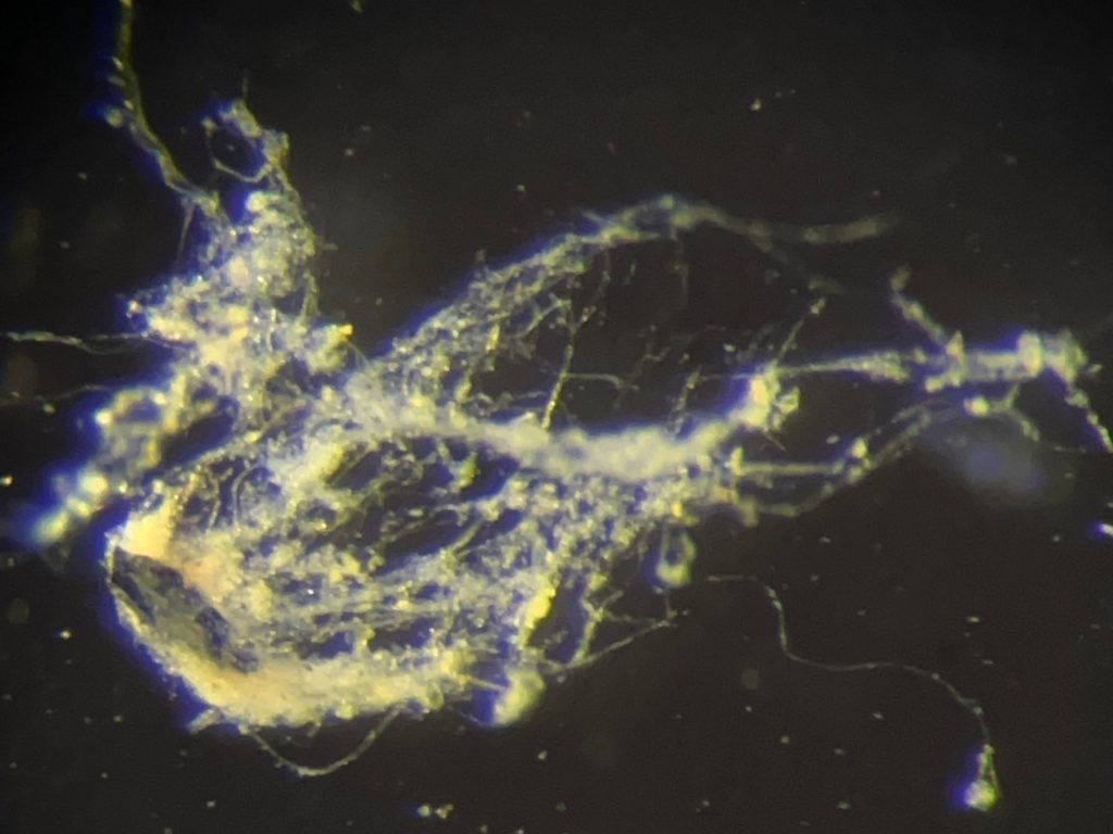 اكتشاف نوع جديد من الكائنات الحية “يوصّل الكهرباء” كالأسلاك