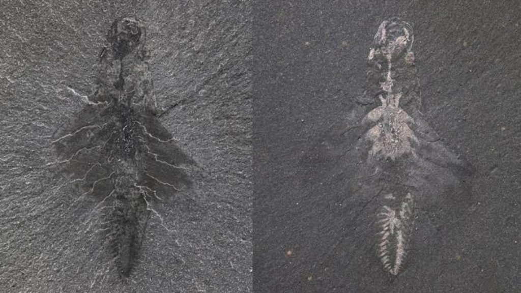 بحجم إصبع وبثلاث عيون.. اكتشاف مفترس عاش قبل 500 مليون سنة