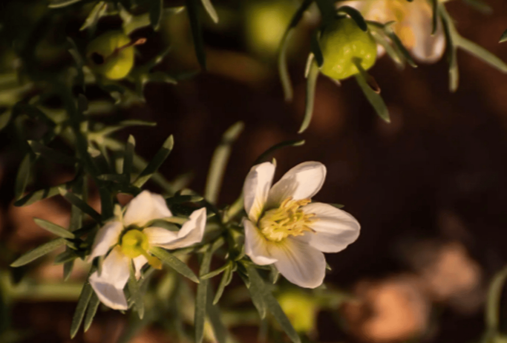 “الحَرْمَل”.. نبات بري يعكس ثراء الحدود الشمالية البيئي والحضاري