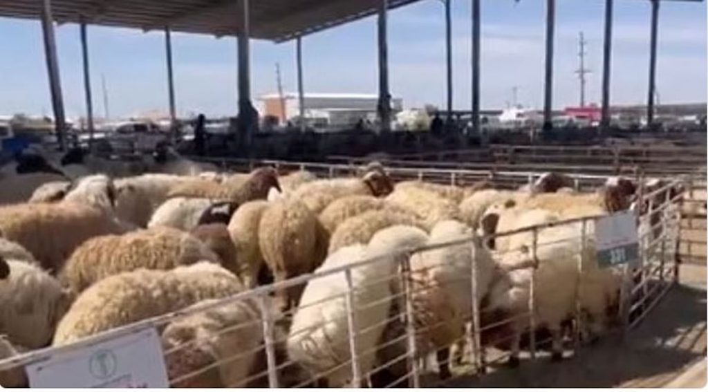 لضمان سلامتها.. «وقاء» يوضح أهمية متابعة فترة التحريم للمستحضرات البيطرية للحيوانات