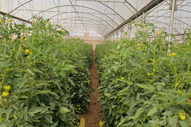 بيت بلاستيكي مزروع بالطماطم