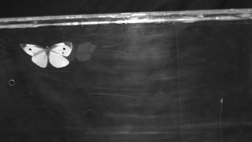 أجنحة الفراشات المحلقة.. ديناميكا فريدة وبراعة في التصميم