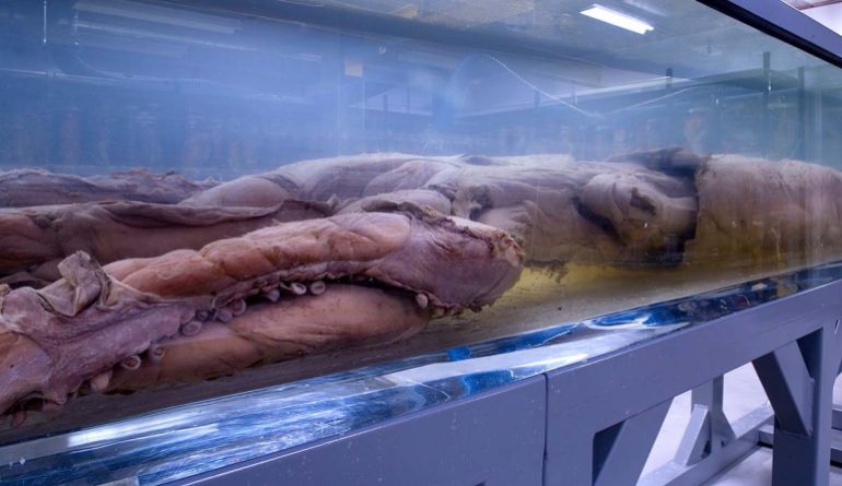 بعض العينات القليلة أتاحت للعلماء تجميع افتراضات معقولة حول هذه اللافقاريات الضخمة. (متحف التاريخ الطبيعي، لندن)