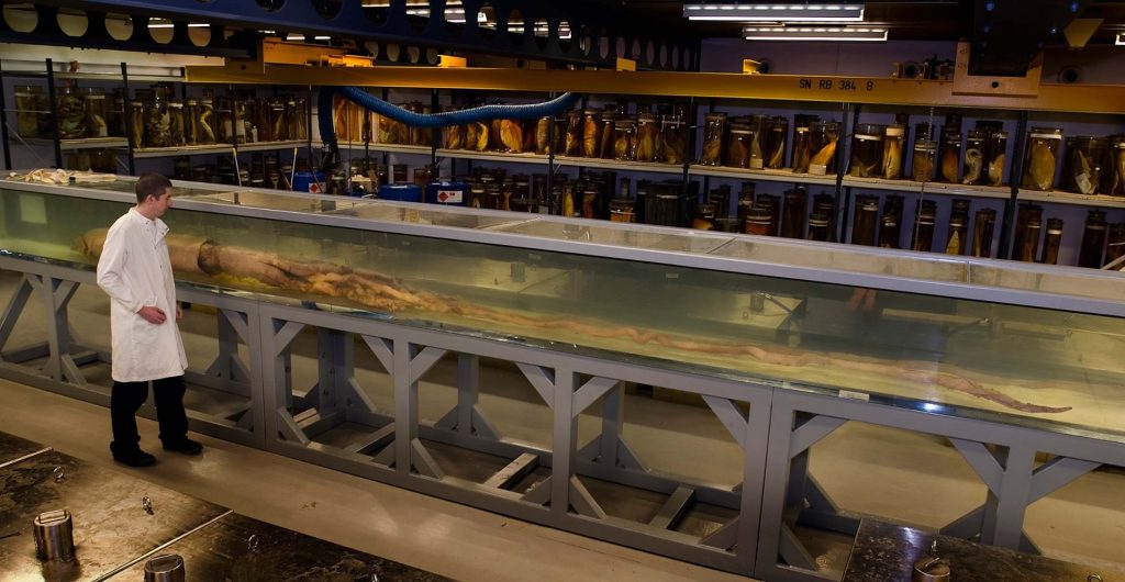 لأول مرة من 100 سنة.. لقطات لحبار ضخم غامض في أعماق المحيط