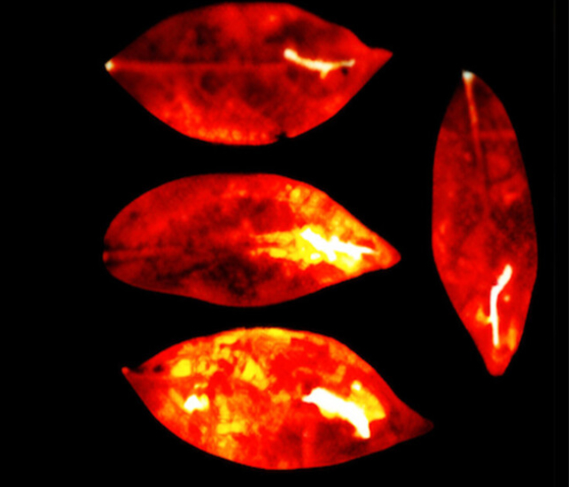 ظهر للباحثين توهج واضح في خلايا النبات (جامعة كالغاري)